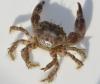 Pilumnus hirtellus